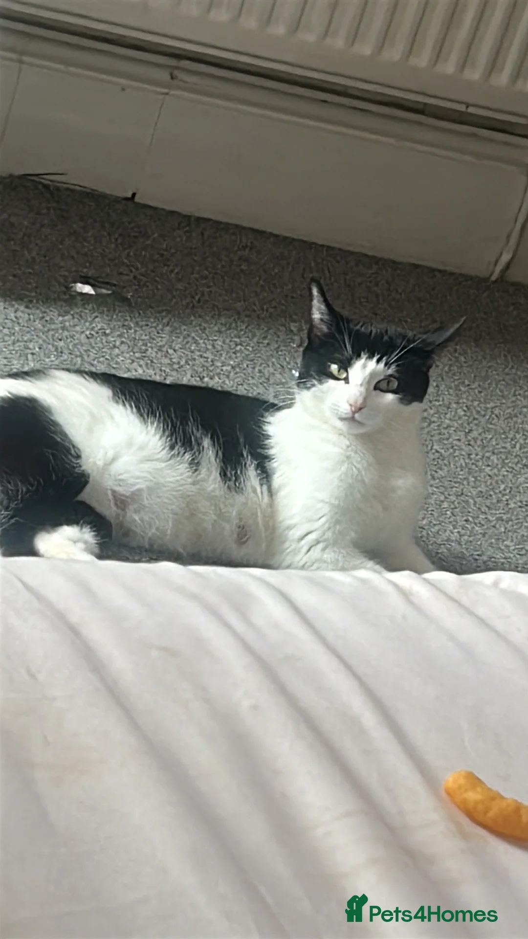 Mixed Breed cats for sale: 1 female kitten - Advert 1