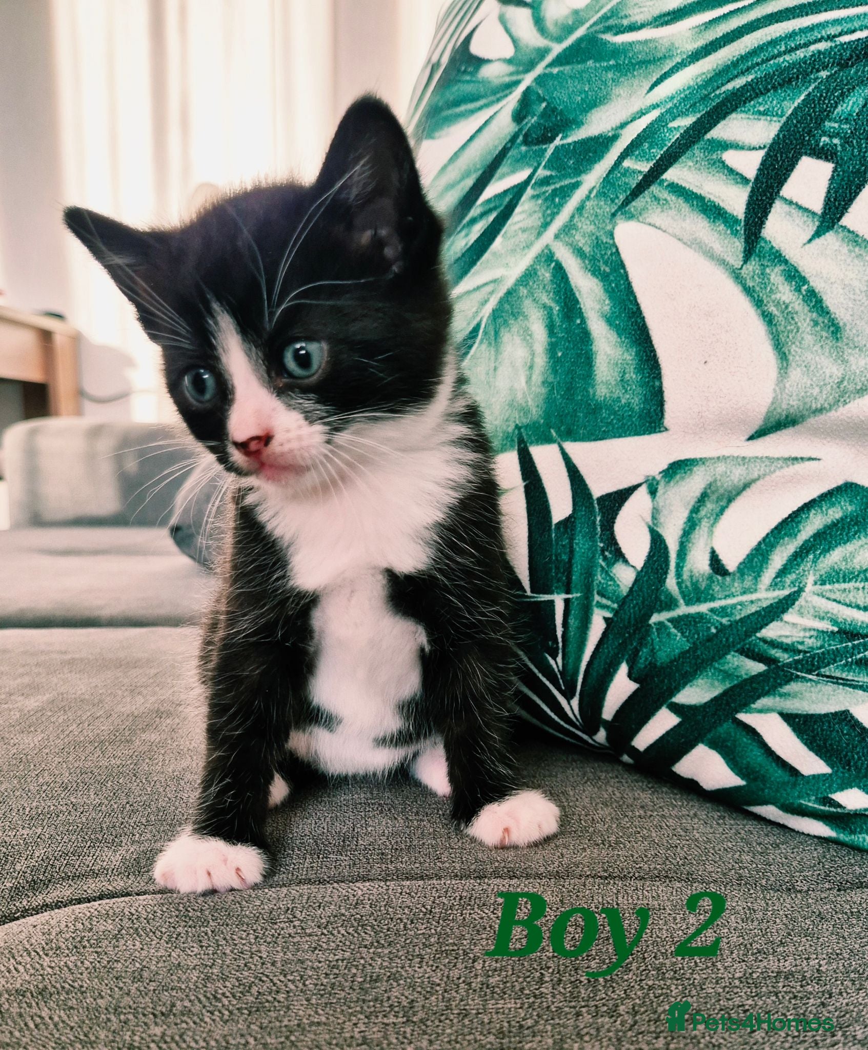 European cats 🐾 Adorable Kittens Looking for Loving Homes - Advert 2