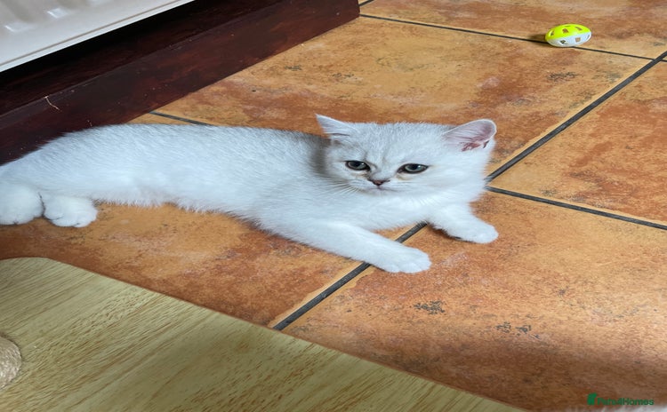 British Shorthair cats - Advert 14