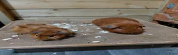 Guinea Pig rodents for sale: Baby guinea-pigs  - Advert 8