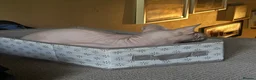Sphynx cats for sale: Adult male Sphynx  in Hailsham - Advert 3