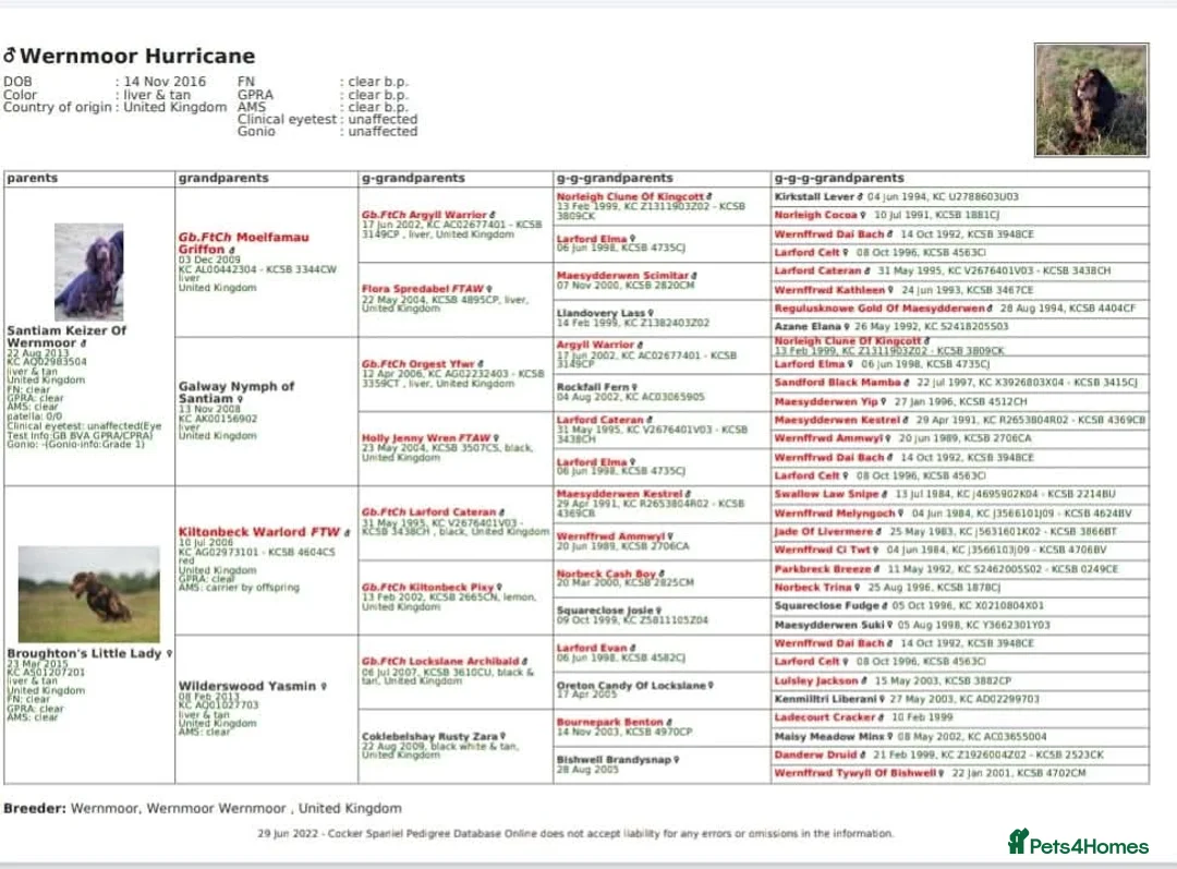 Cocker Spaniel dogs for stud: Chocolate and Tan STUD - Advert 5