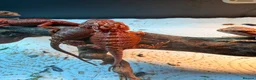 Bearded Dragon reptiles for sale: Red Monster baby bearded dragons ready to go! - Advert 8