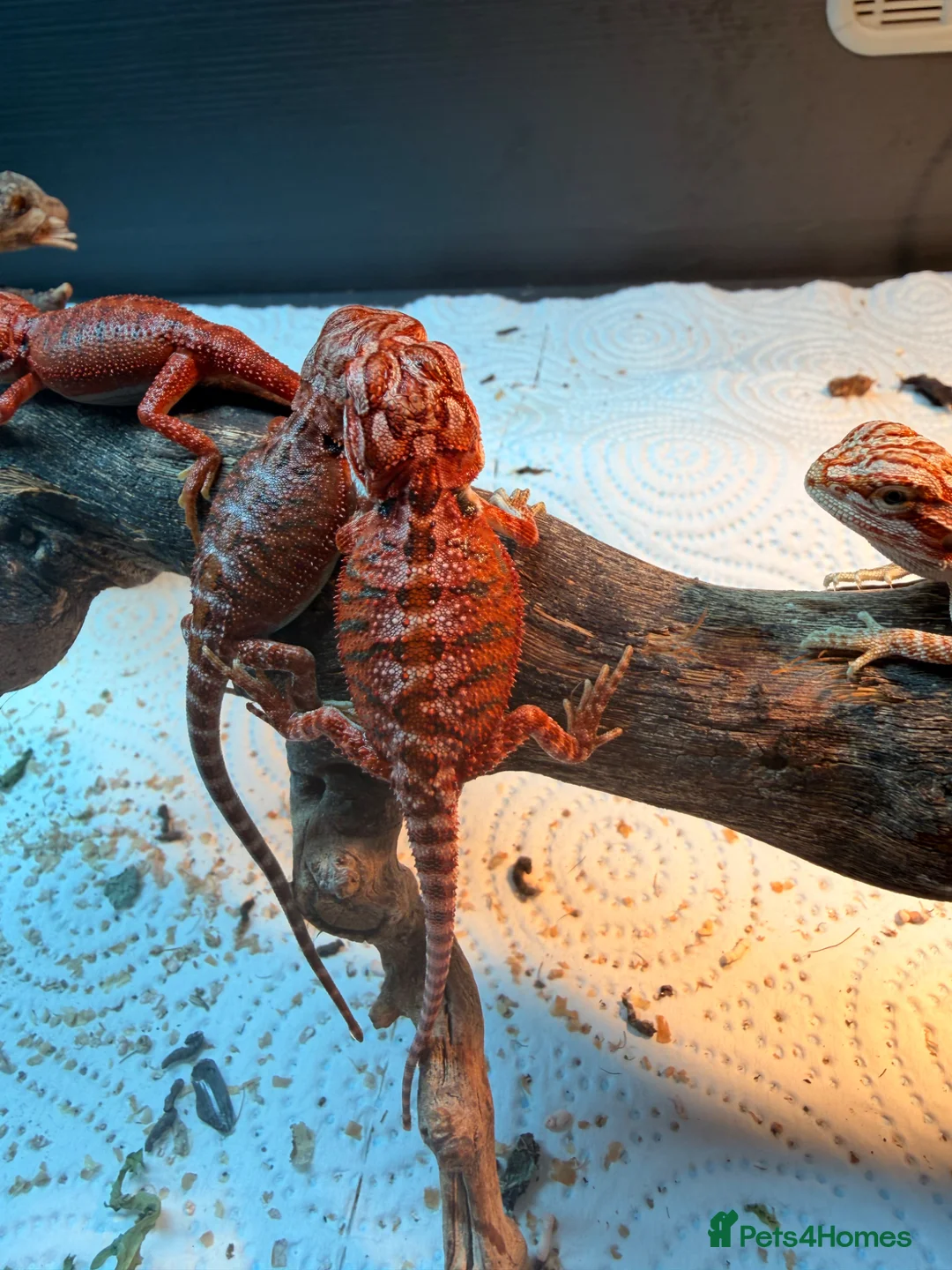 Bearded Dragon reptiles for sale: Red Monster baby bearded dragons ready to go! - Advert 8