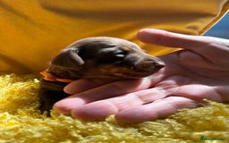 Miniature Dachshund dogs for sale: Miniature Dachshund stunning puppies  - Image 19