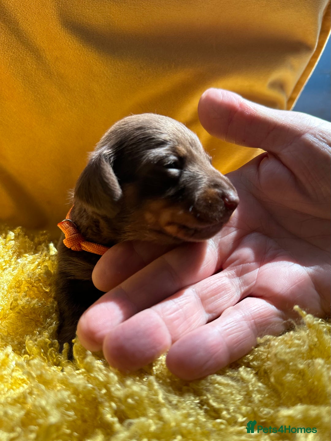 Miniature Dachshund dogs for sale: Miniature Dachshund stunning puppies  - Image 19