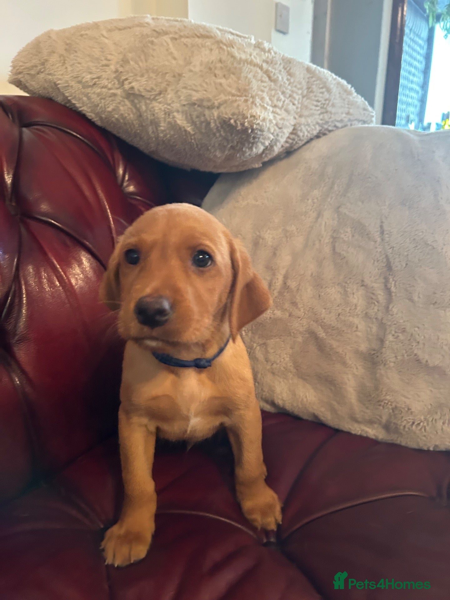 Labrador Retriever dogs KC REG FOX RED LABRADOR PUPPIES - Advert 4
