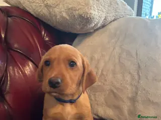 Labrador Retriever dogs KC REG FOX RED LABRADOR PUPPIES - Advert 4