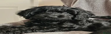 Cavapoo 4