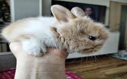 Lionhead rabbits for sale: Pure Breed Fluffy Double Mained Lionhead Boy - Image 4
