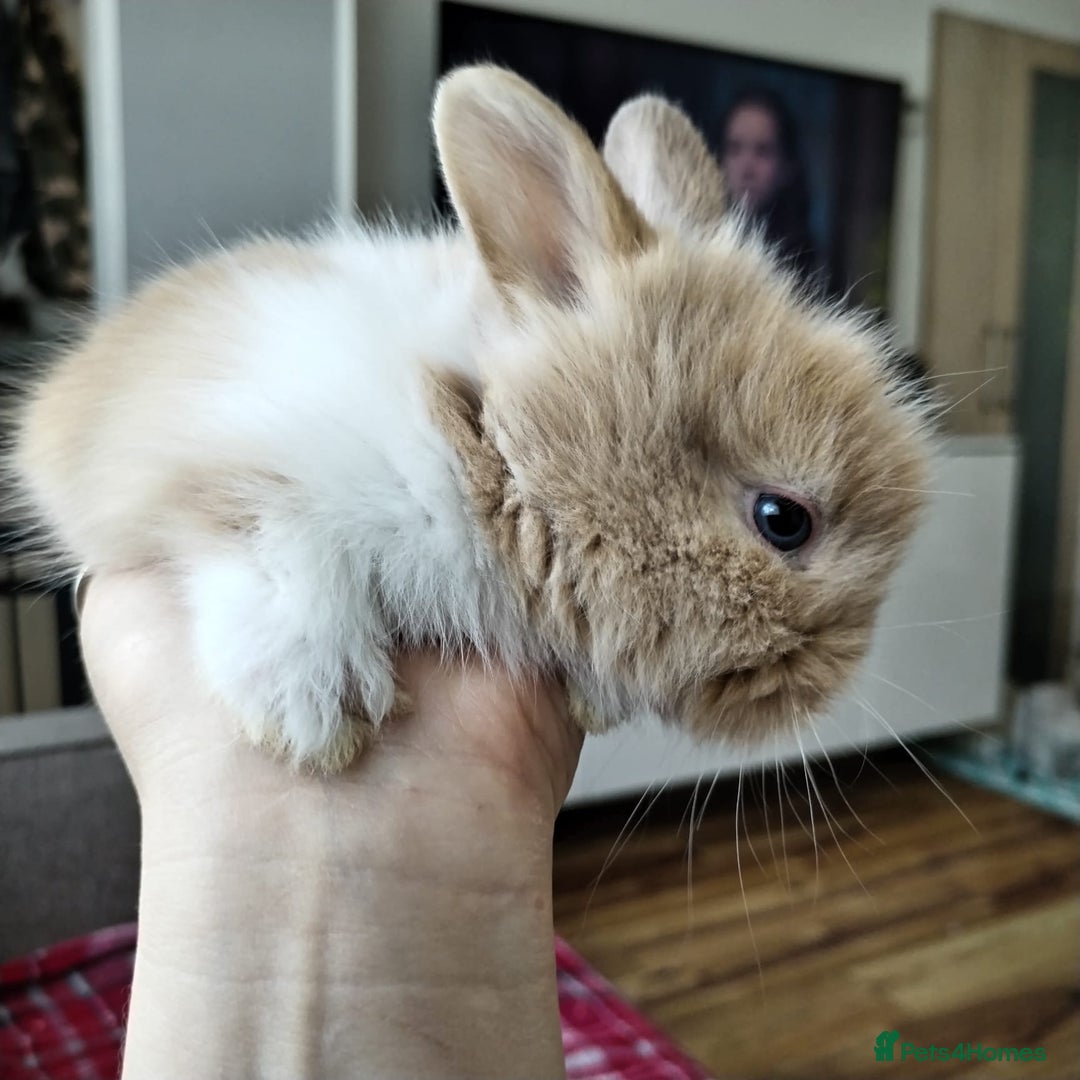 Lionhead rabbits for sale: Pure Breed Fluffy Double Mained Lionhead Boy - Image 4