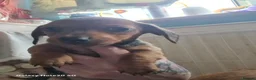 Dachshund dogs for sale: Minature daschund beautiful puppies - Advert 11