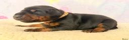 Dobermann dogs for sale: Exclusive Pedigree Dobermann Puppies.  - Advert 9