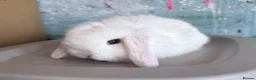 Mini Lop rabbits for sale: 🩷 Beautiful Mini Lop Pair Available 🩷 - Advert 6