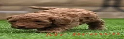 Cavapoo dogs for sale: LAST FOX RED GORGEOUS GIRL AVAILABLE NOW - Advert 34