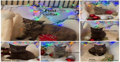 British Shorthair cats GCCF Pedigree BSH chocolate, lilac kittens 💙🩷 - Advert 5