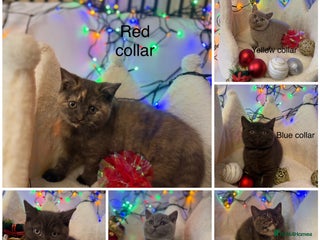 British Shorthair cats GCCF Pedigree BSH, ready to go on 12/12/2025 - Advert 4