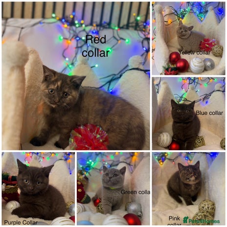 British Shorthair cats GCCF Pedigree BSH, ready to go on 12/12/2025 - Advert 1