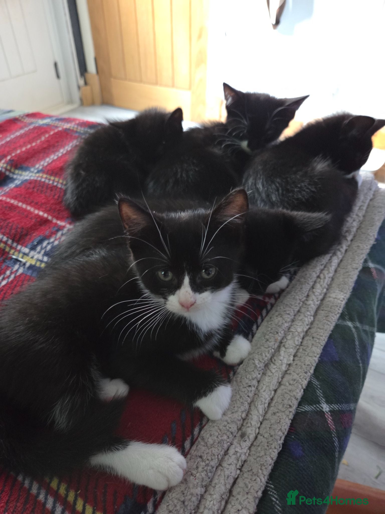 Mixed Breed cats 5 Beautiful and friendly tuxedo kittens - Advert 1