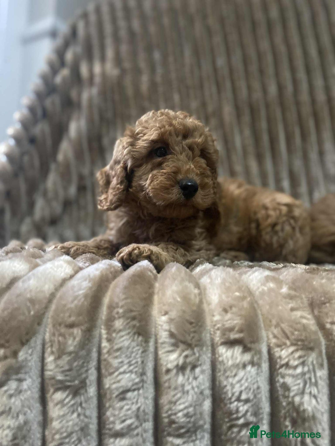 Cockapoo dogs for sale: Beautiful cockapoo’s - Image 5