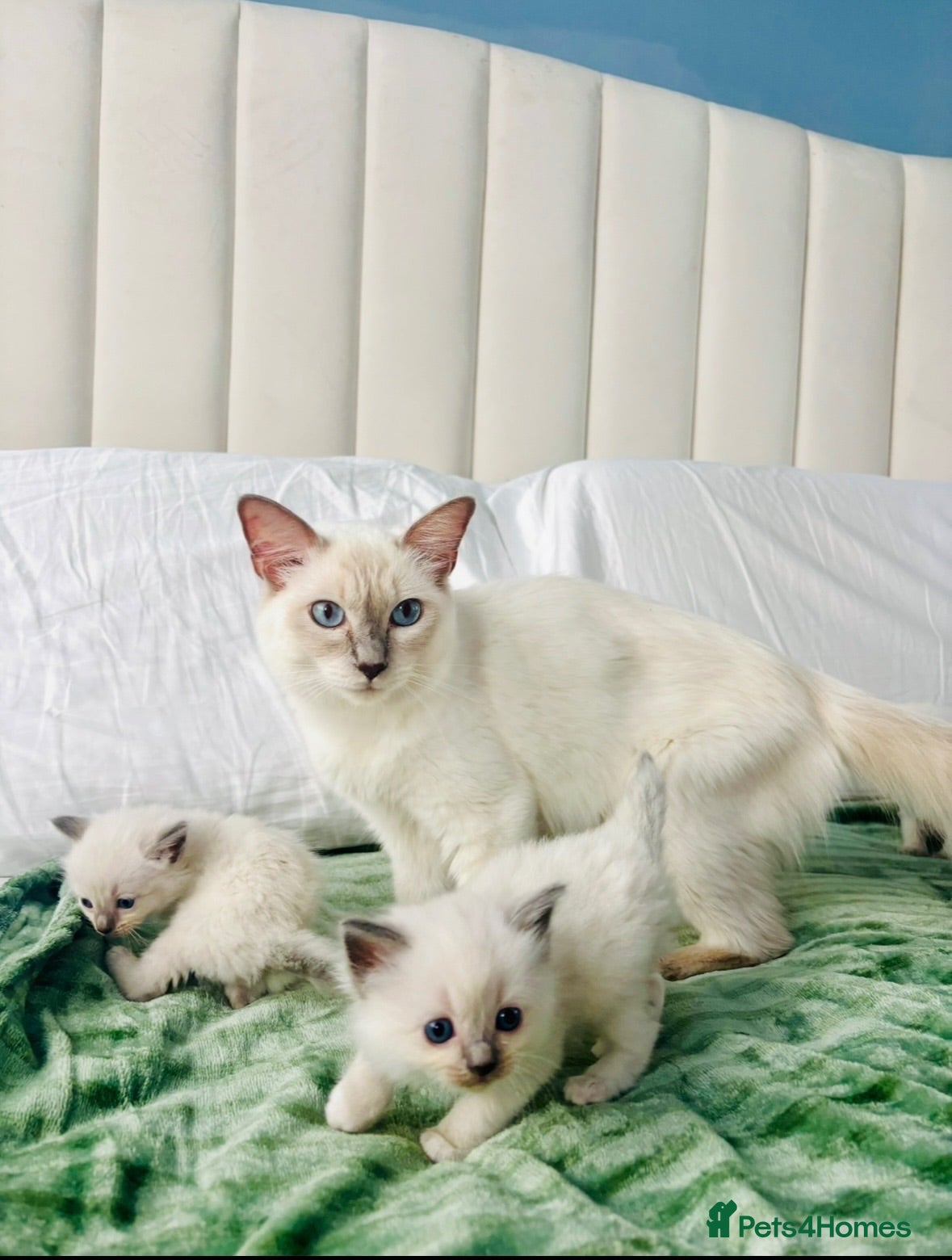Ragdoll cats Remarkable Ragdolls GCCF DNA TESTED - Advert 1
