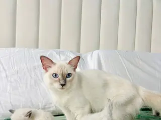 Ragdoll cats Beautiful GCCF ragdolls - Advert 15