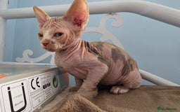 Sphynx cats for sale: 🩷 Sphynx Kitten – Female - Image 6