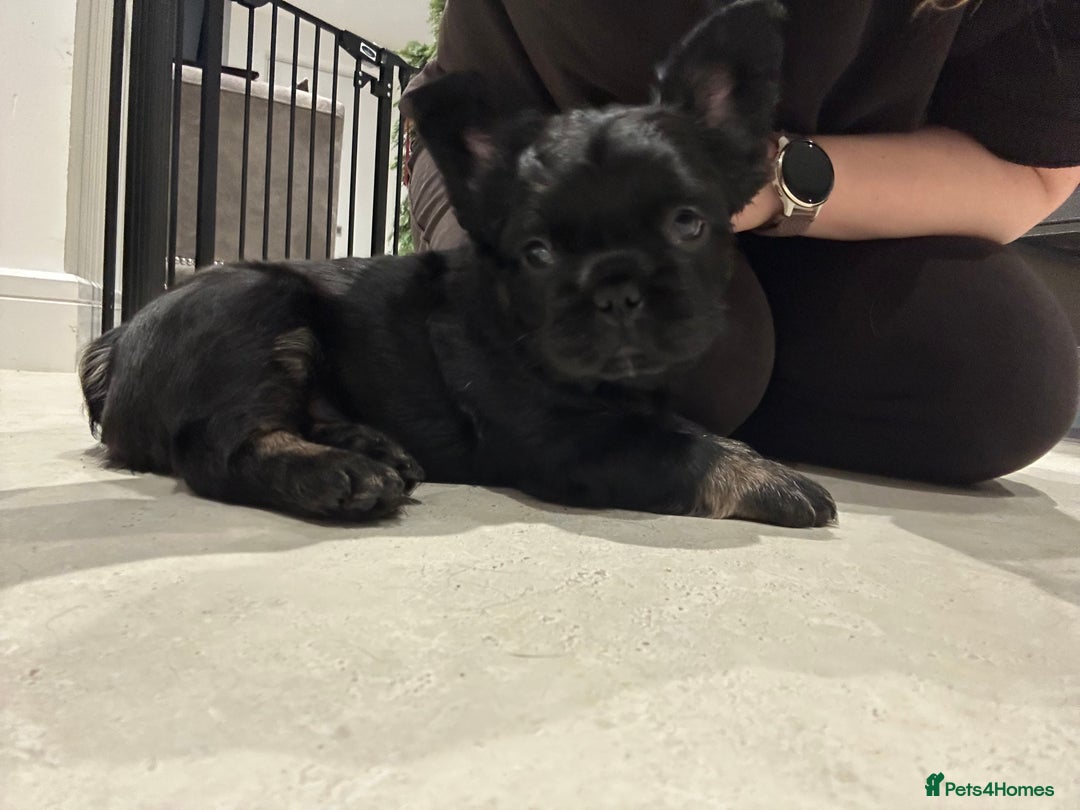 French Bulldog dogs for sale: Fluffy French Bulldog Puppy x 2 - Advert 6