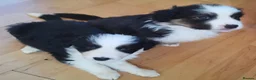 Mixed Breed dogs for sale: Beautiful Bordernese  - Advert 19