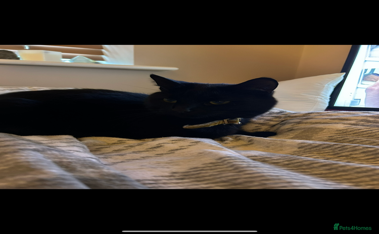 Domestic Shorthair cats - Advert 1