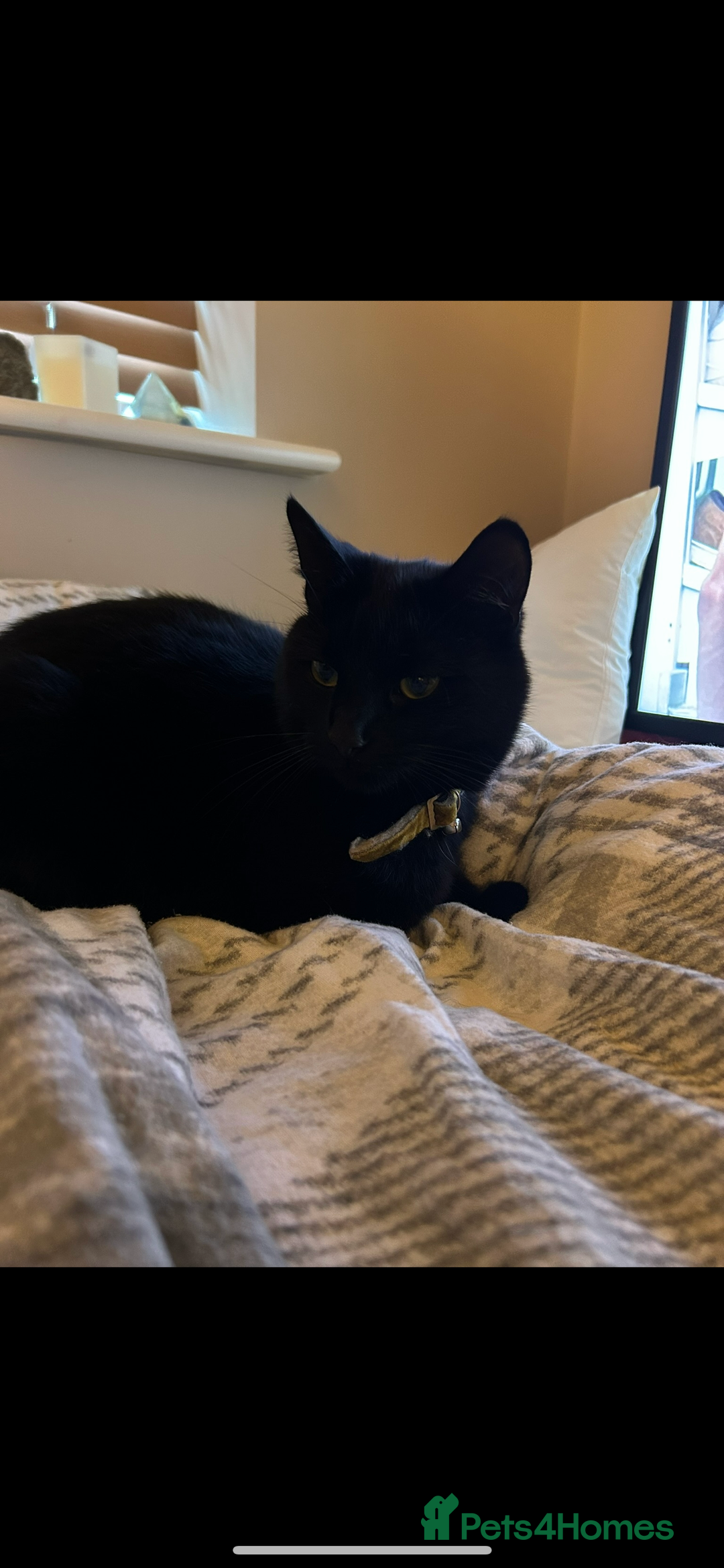 Domestic Shorthair cats for sale: 3 year old black cat  - Image 1