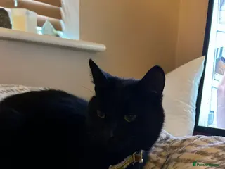 Domestic Shorthair cats 3 year old black cat - Advert 21