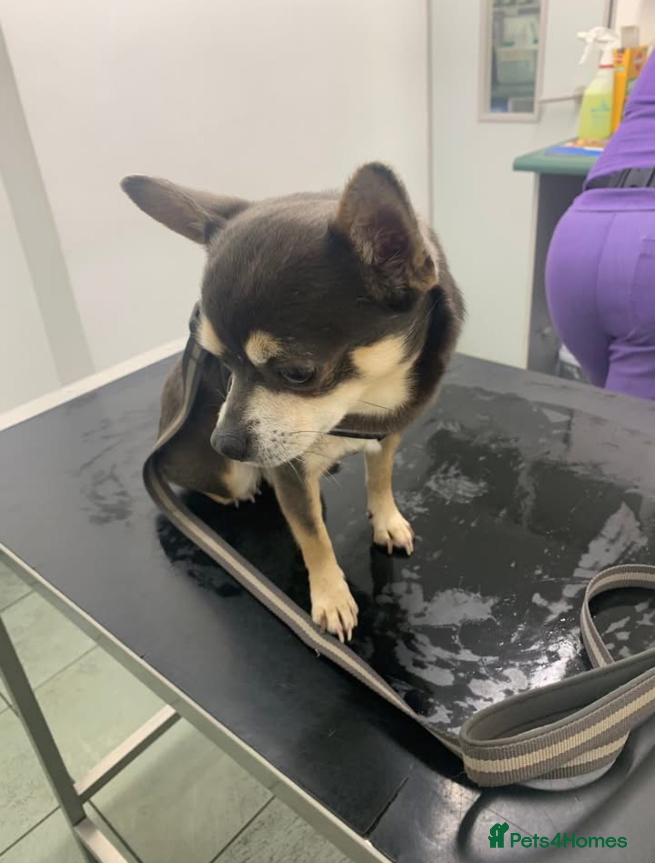 Chihuahua dogs SWEETEST BOY HUGO 💔💔💔 - Advert 5