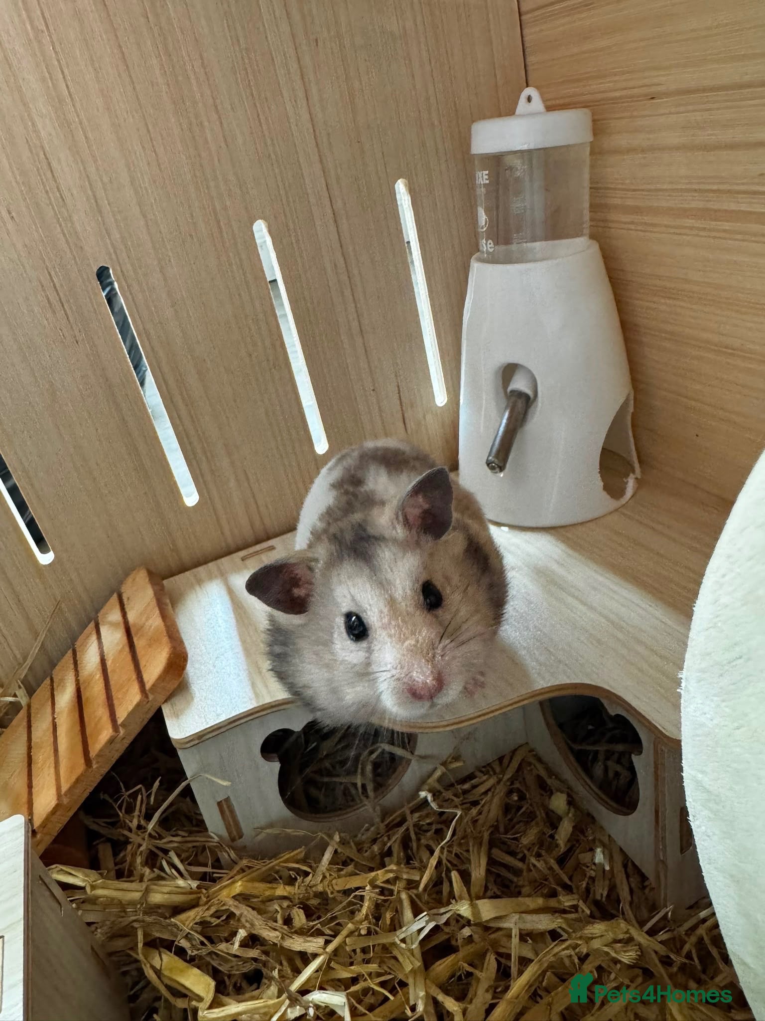 Hamster rodents Syrian hamster - Advert 11
