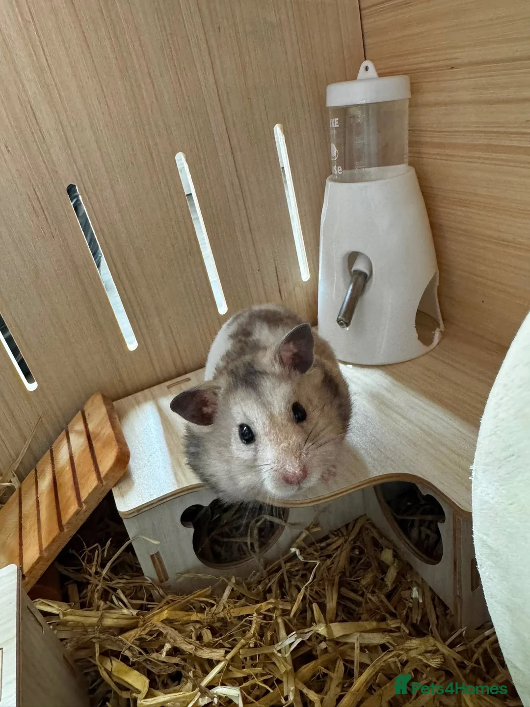 Hamster rodents for sale: Syrian hamster in Aylesbury - Advert 1