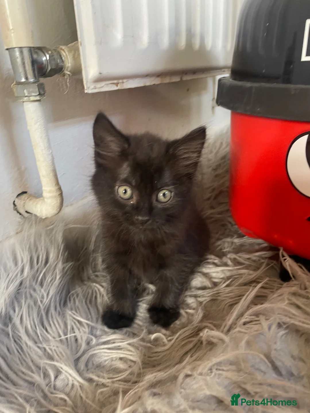 Mixed Breed cats for sale: Male kitten ready to leave  - Advert 1