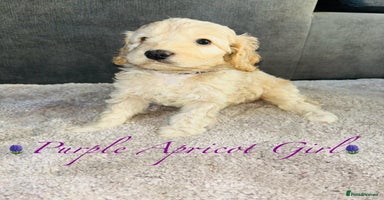 Cavapoo dogs - Advert 1