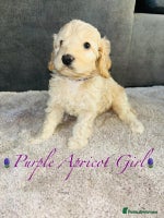 Cavapoo dogs - Advert 5