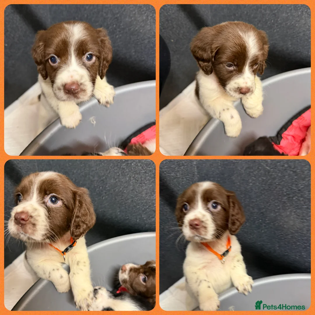 English Springer Spaniel dogs for sale: KC Registered English Springer Spaniel Pups - Advert 12