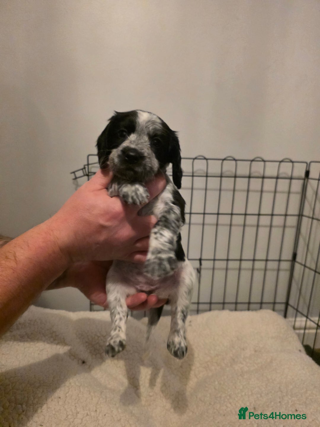 Cocker Spaniel dogs for sale: 6 cocker spaniel puppies  - Advert 30