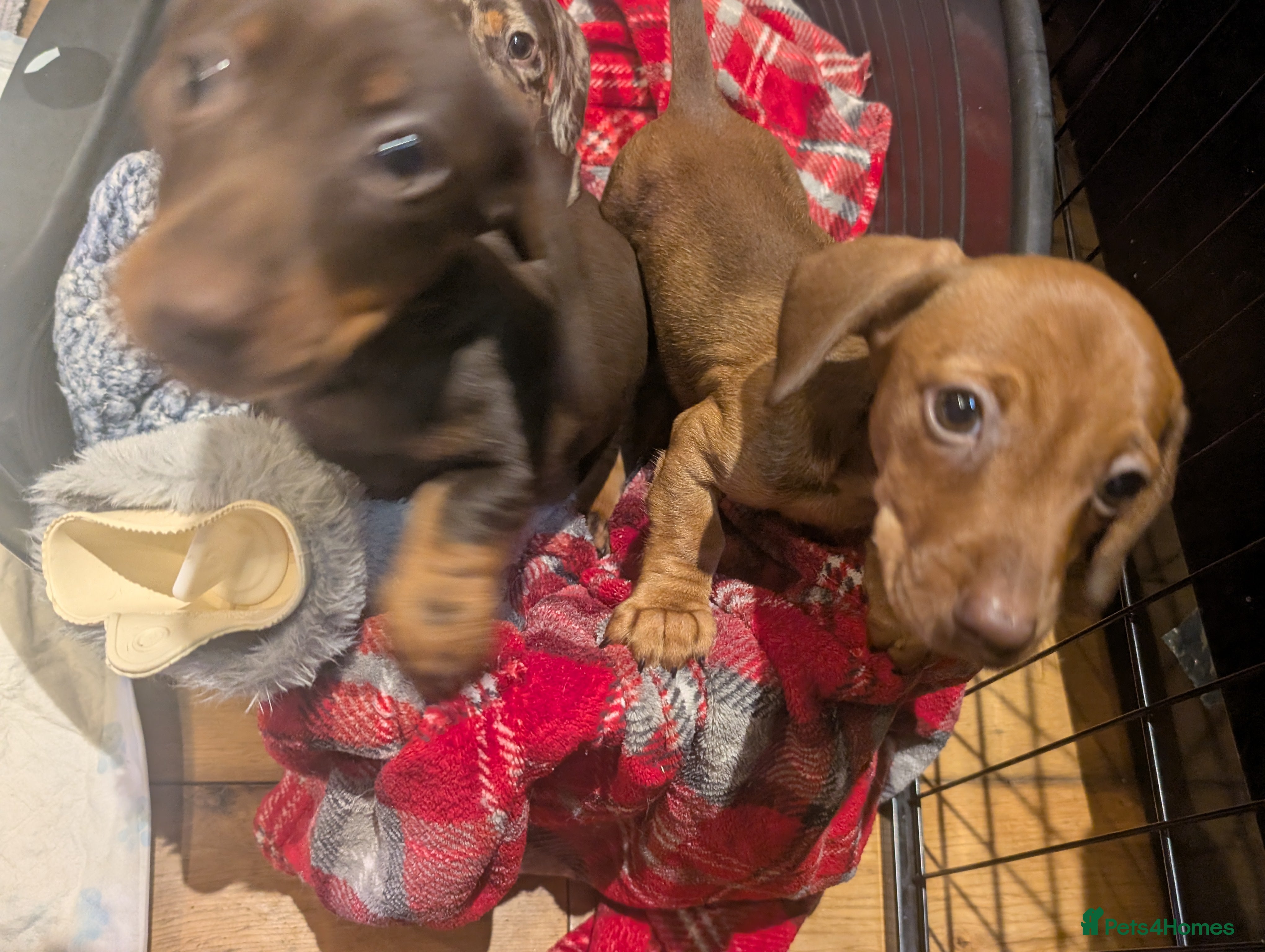 Miniature Dachshund dogs Beautiful Miniature Dashound Puppies For Sale - Advert 4