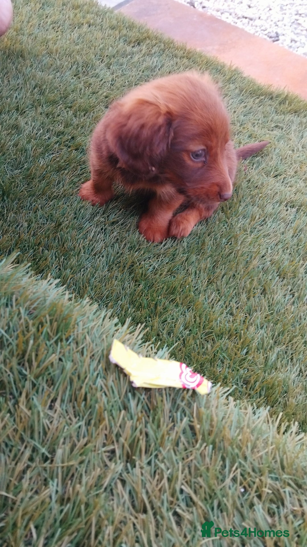 Miniature Dachshund dogs for sale: Daschund  - Image 4