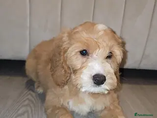 Goldendoodle dogs Goldendoodle puppies - Advert 2