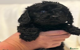 Cavapoo dogs for sale: Beautiful F1 Cavapoos  - Image 12
