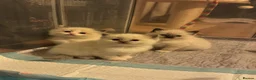 Ragdoll cats for sale: Gorgeous ragdolls ready to find their forever home - Advert 18