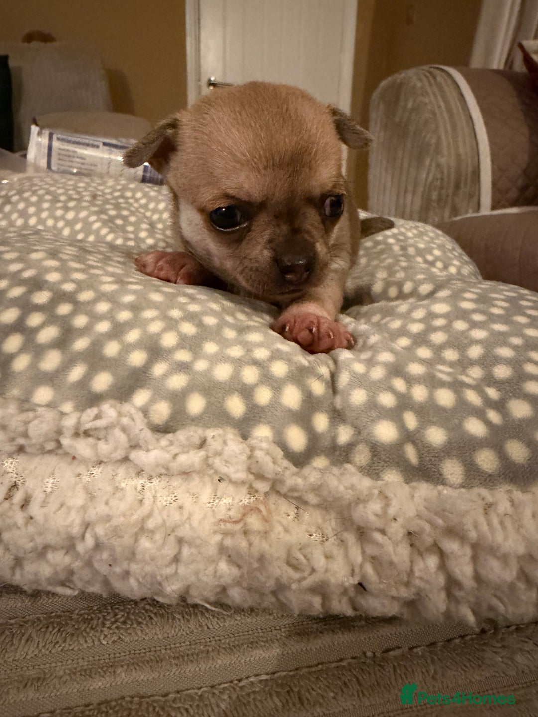 Chihuahua dogs for sale: Brother and sister Chihuahua - Advert 6