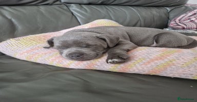 Staffordshire Bull Terrier dogs - Advert 10