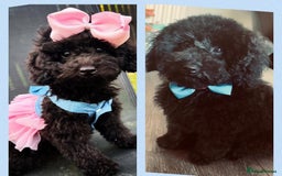 Toy Poodle dogs for sale: 5 generation championship pedigree toy poodle pups - Image 4
