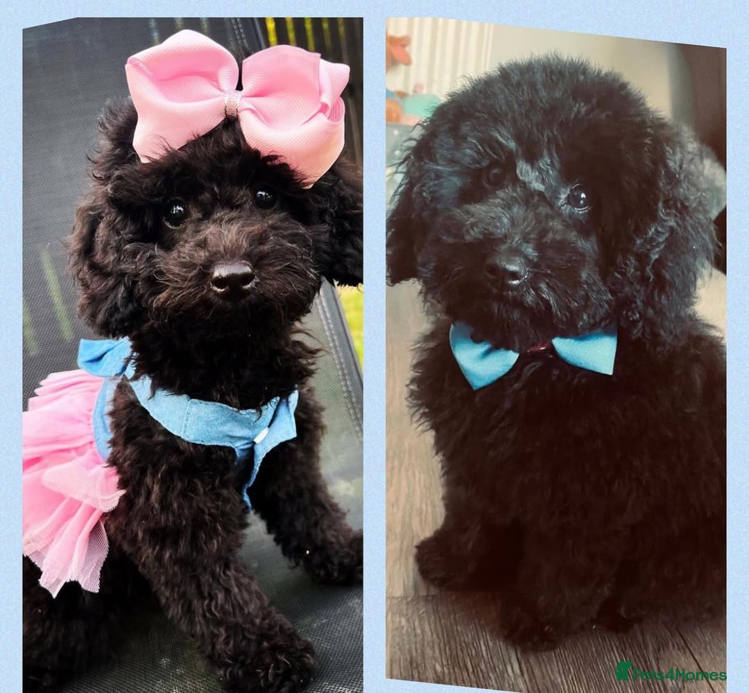 Toy Poodle dogs for sale: 5 generation championship pedigree toy poodle pups - Image 4