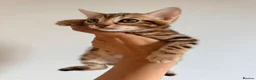 Bengal cats for sale: Beautiful bengal kitten  - Advert 9
